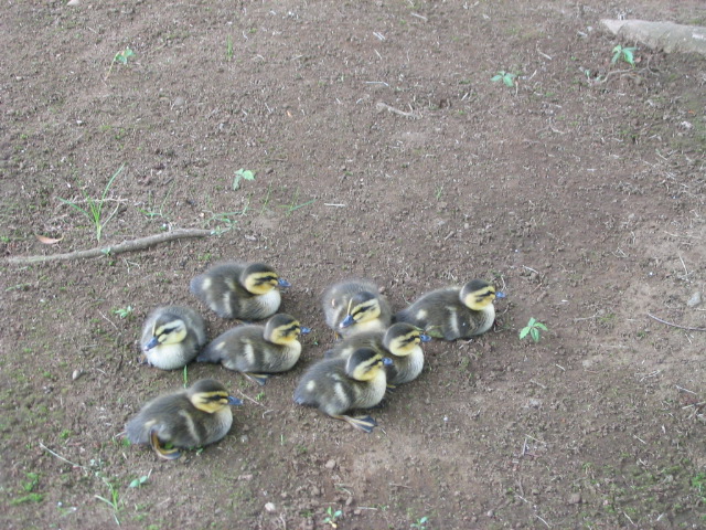 カモ2006/6/8
